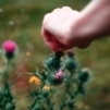 A hand reaching out to touch a purple thistle flower.