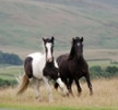 A black horse and a black and white horse galloping together in a large open field